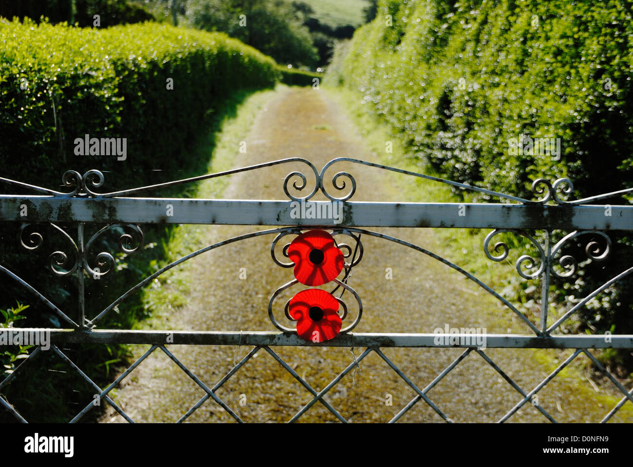 Red remembrance day poppies fixed to a gate leading to a cemetery, Llanrhystud, Wales. Stock Photo