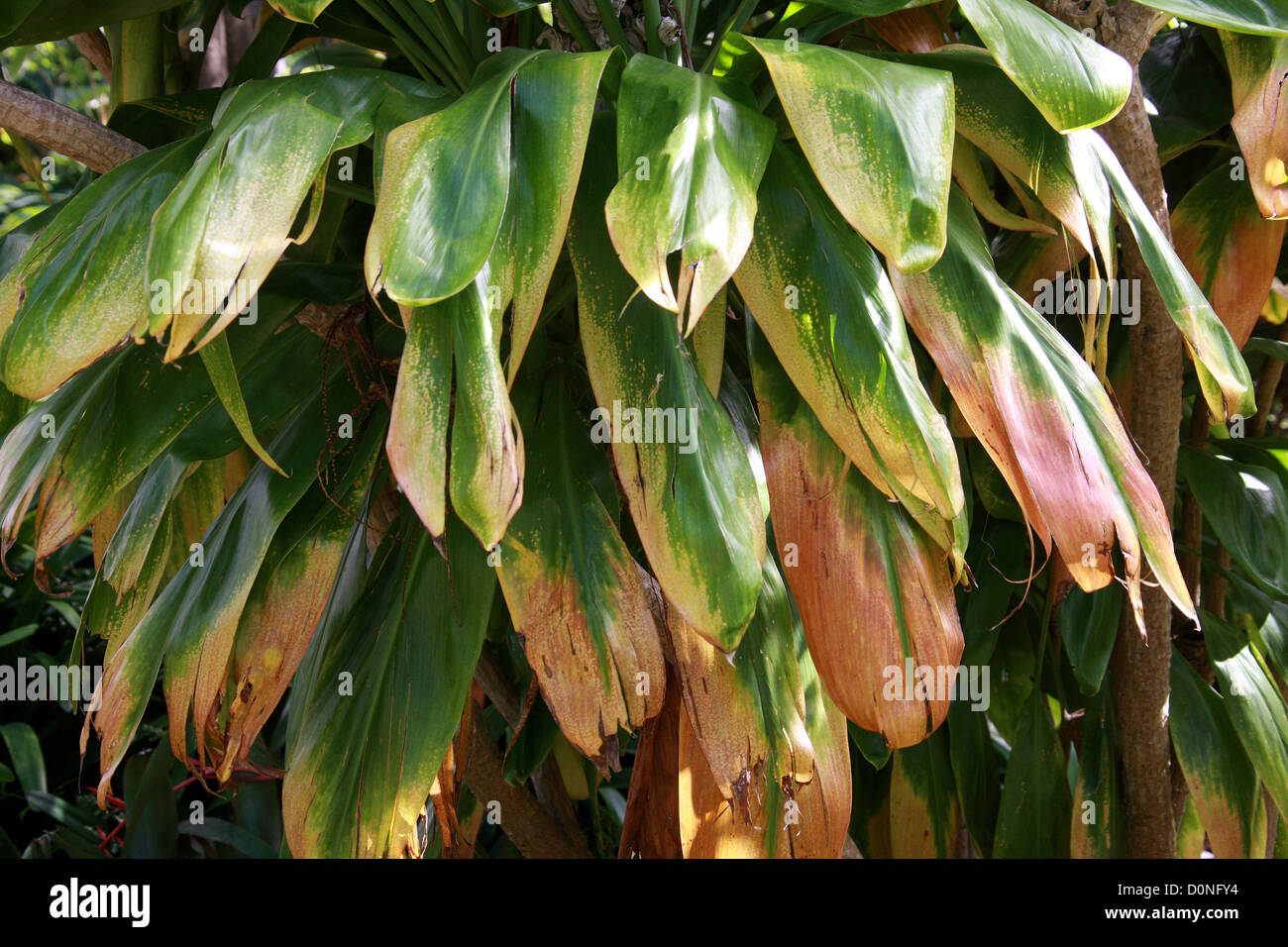 Cabbage Palm, Good Luck Plant, Palm Lily, Cordyline fruticosa, Asparagaceae (Agavaceae).  South East Asia, Australasia. Stock Photo