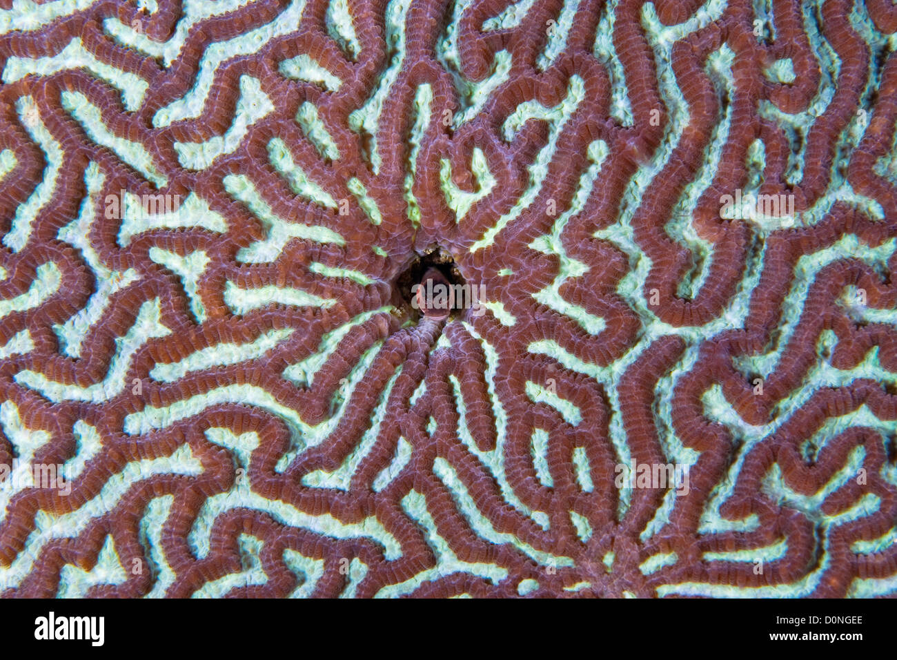A brain coral (Platygra lamellina), with a resident Bath's blenny (Ecsenius bathi), Raja Ampat Islands, West Papua, Indonesia. Stock Photo