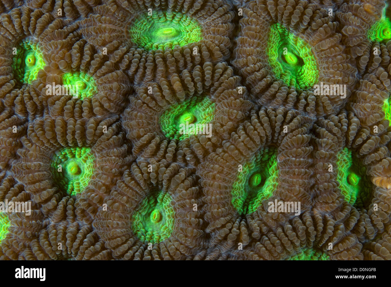 Detail of a stony coral (Faviidae sp.), Raja Ampat Islands, West Papua, Indonesia. Stock Photo