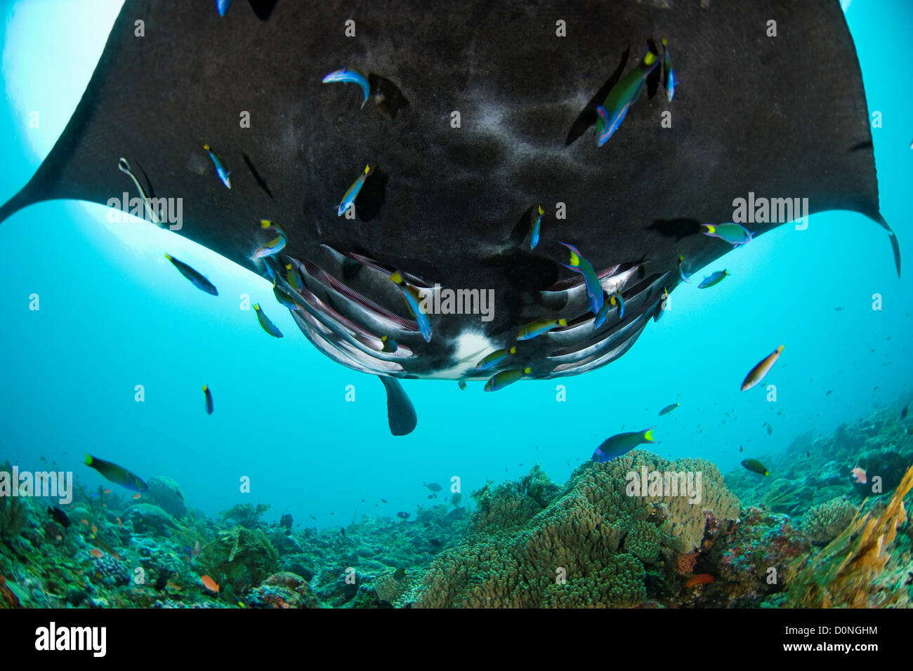 Manatarraya Manta birostris cleaner fish hi-res stock photography and images - Alamy
