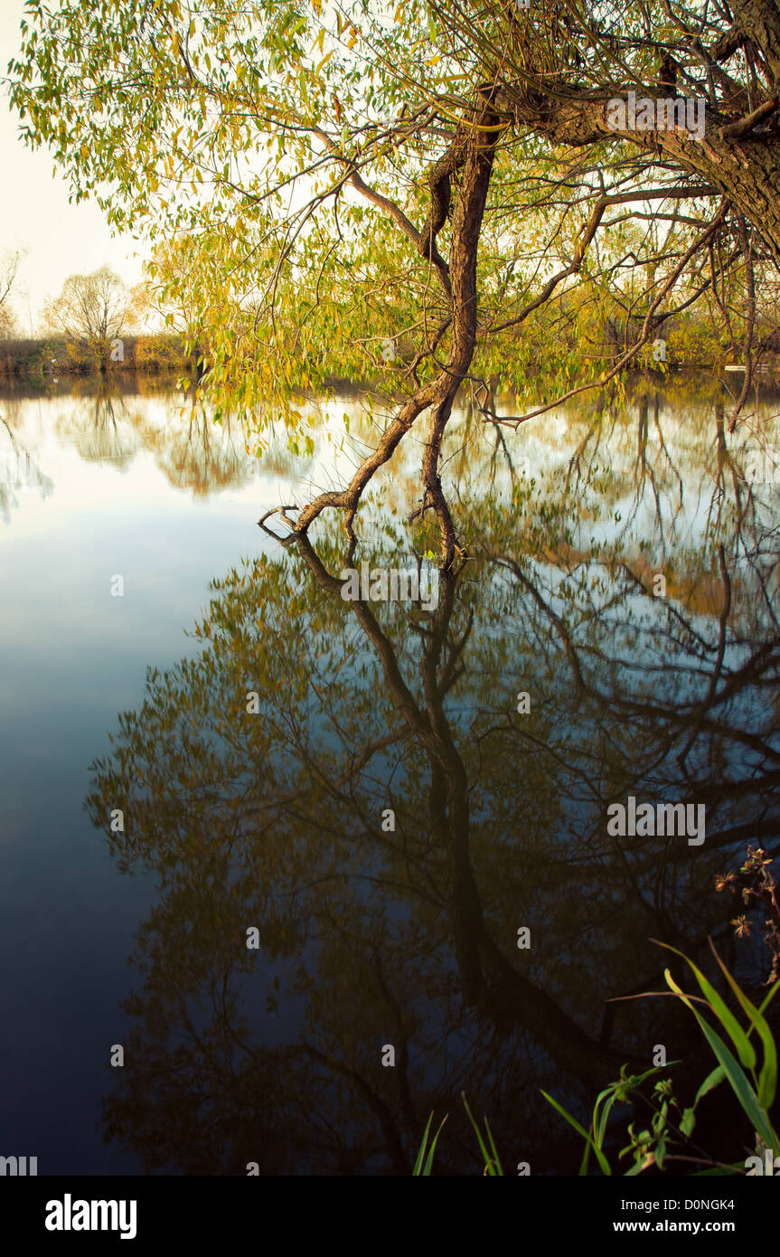 Fallen tree reflected in water Stock Photo - Alamy