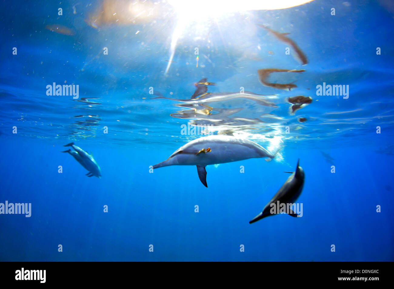 Spinner dolphins kona hires stock photography and images Alamy