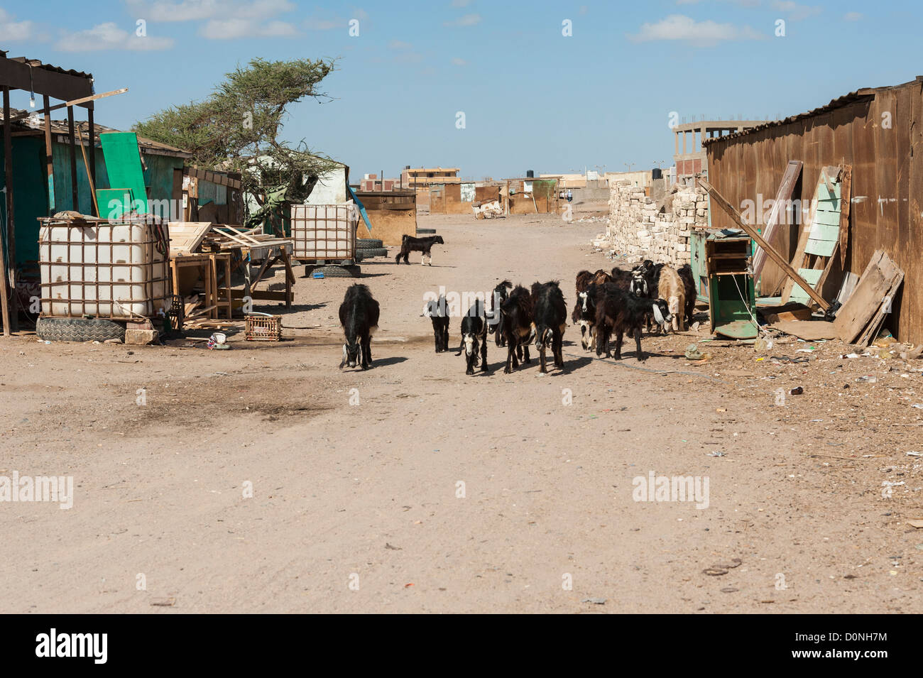 Domestic goats walking down the street in a poor remote african settlement town Stock Photo