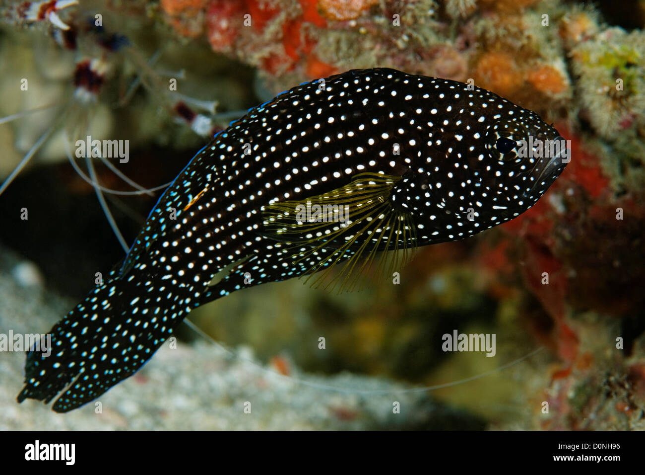 A comet (Calloplesiops altivelis), a variety of longfin, in the Maldives. Stock Photo