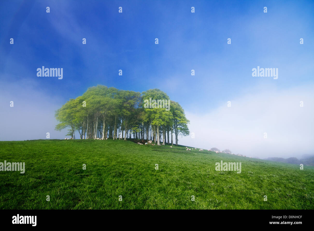 The prominent clump of trees along the A30 Devon/Cornwall border Stock Photo