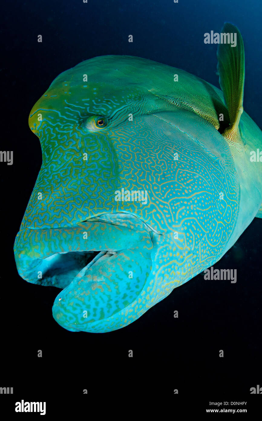 The large head of a Napoleon wrasse (Cheilinus undulatus), also known as a humphead wrasse, in the Maldives. Stock Photo