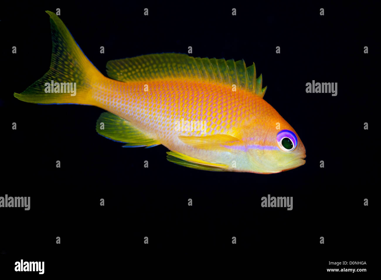 A female scalefin anthias, (Pseudanthias squamipinnis), also called ...