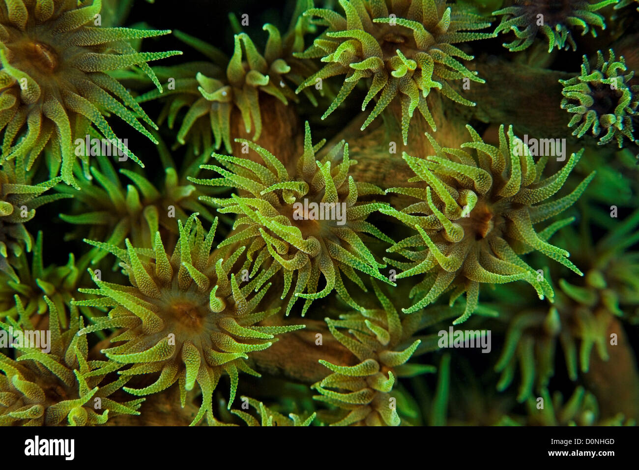 Polyps of black sun coral (Tubastraea micranthus), in the Maldives. Stock Photo