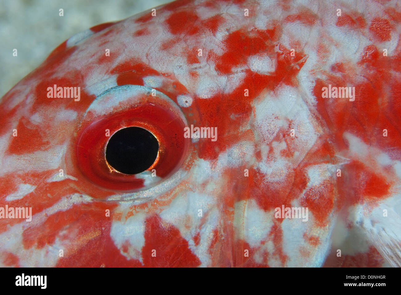 The detail of an eye on a dash-and-dot goatfish (Parupeneus barberinus), in the Maldives. Stock Photo