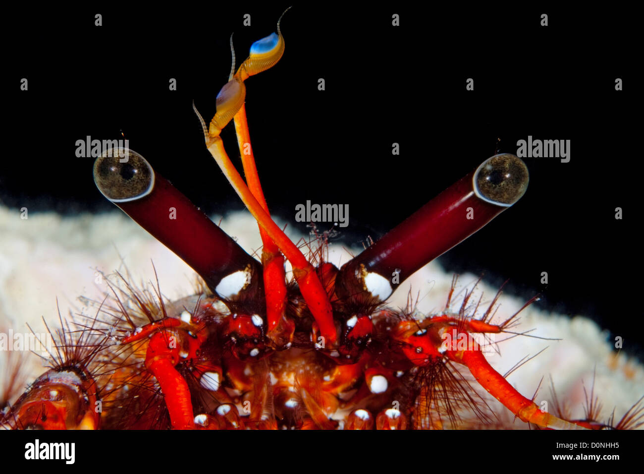 Eye stalks and mandibles of a hermit crab (Dardanus megistos), in the