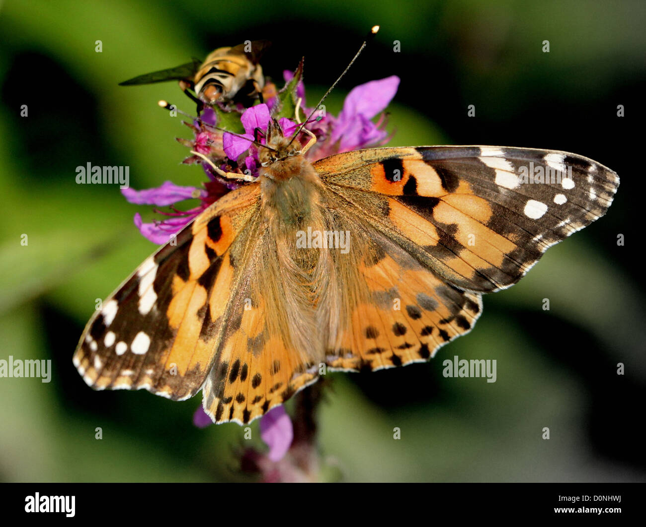 Detailed macro of a Painted Lady-butterfly (vanessa Cardui or ...