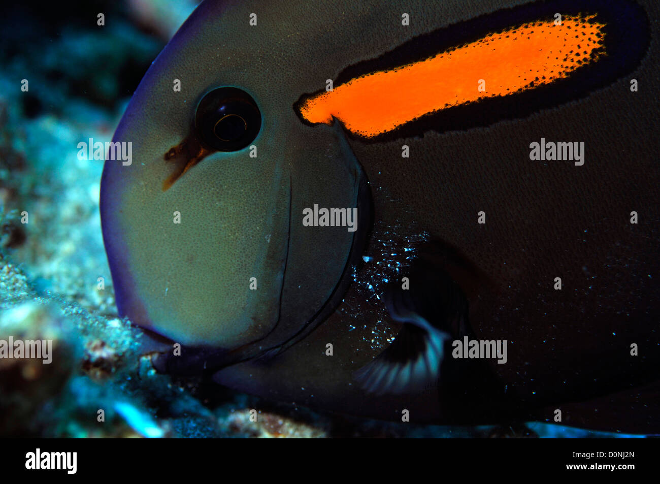 Orangeband surgeonfish, Acanthurus olivaceus, Kona, Hawaii, USA Stock Photo