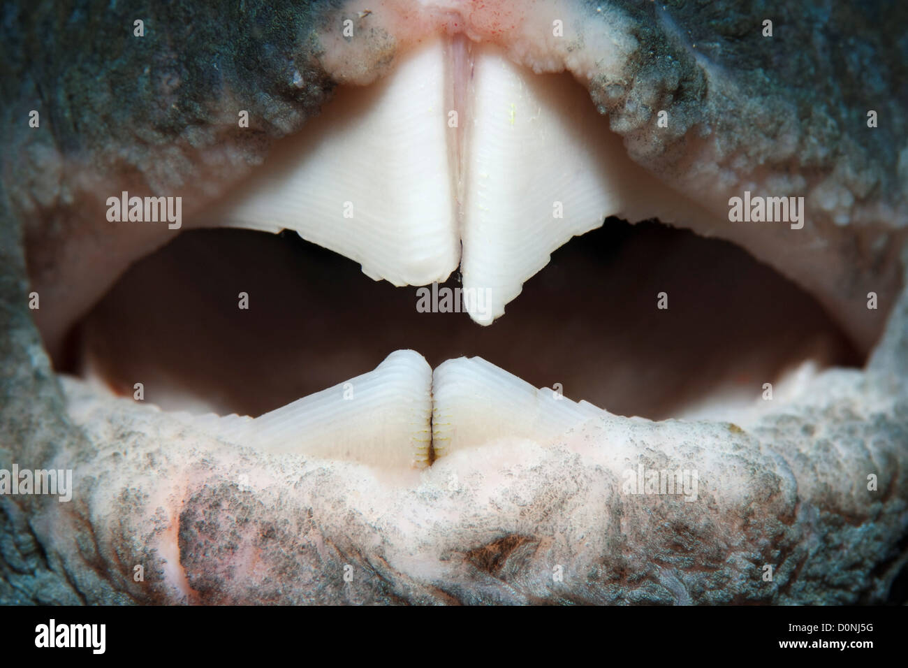 Detail of a beak of a map pufferfish (Arothron mappa), Felidhu Atoll