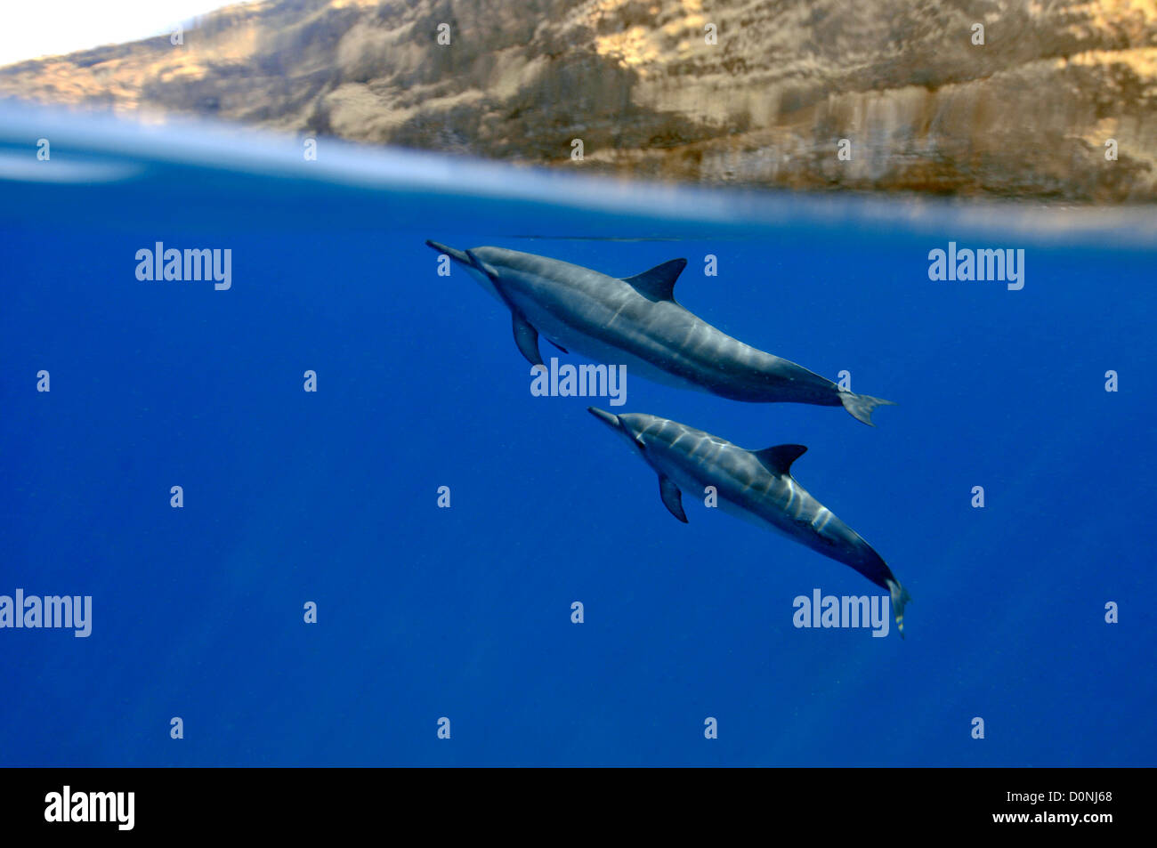 Spinner dolphins, Stenella longirostris, Kailua-Kona, Hawaii, North Pacific Stock Photo