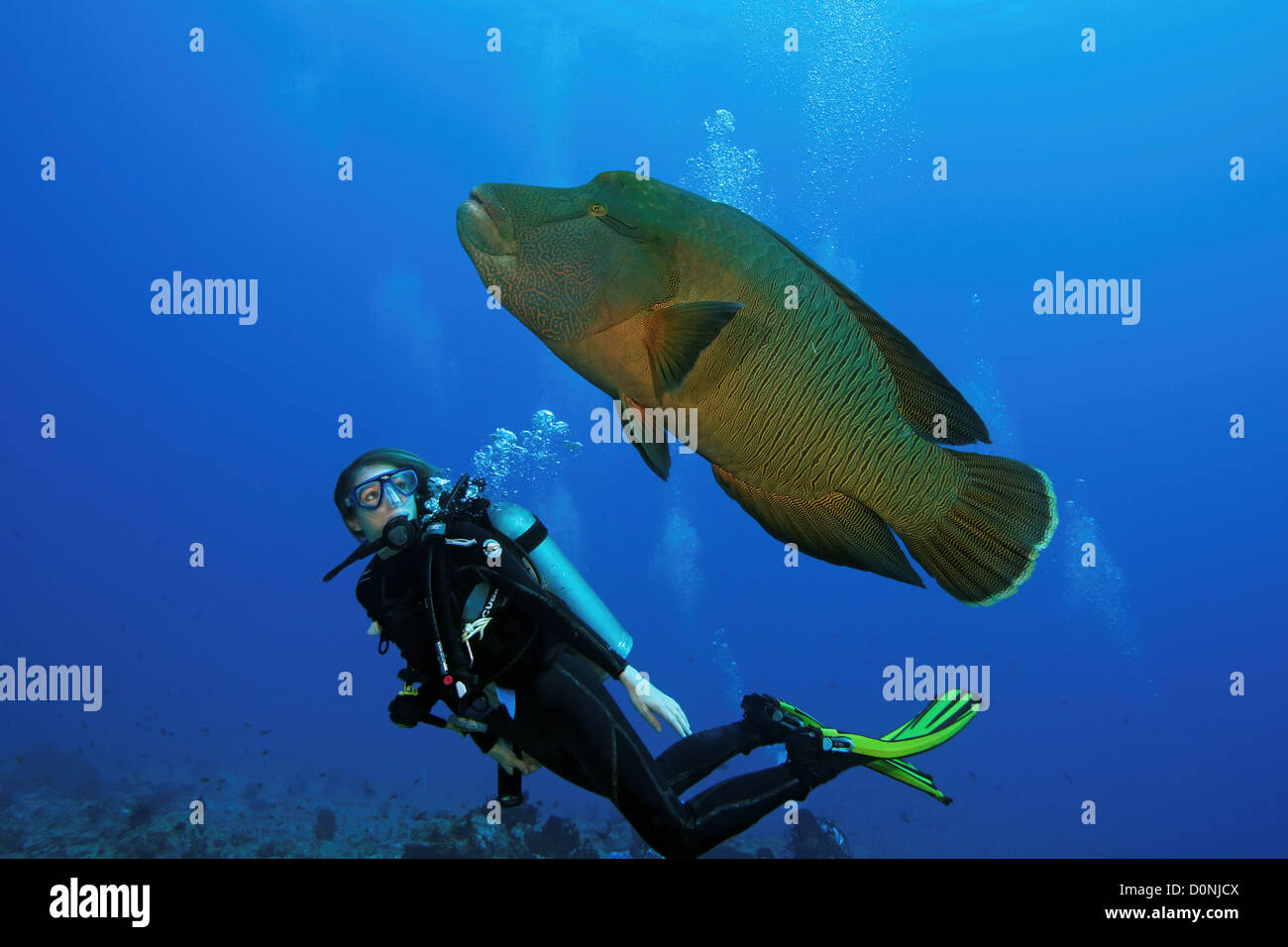 A diver looking Napoleon wrasse also known as humphead wrasse (Cheilinus undulatus) swimming in clear blue waters Felidhu Atoll Stock Photo