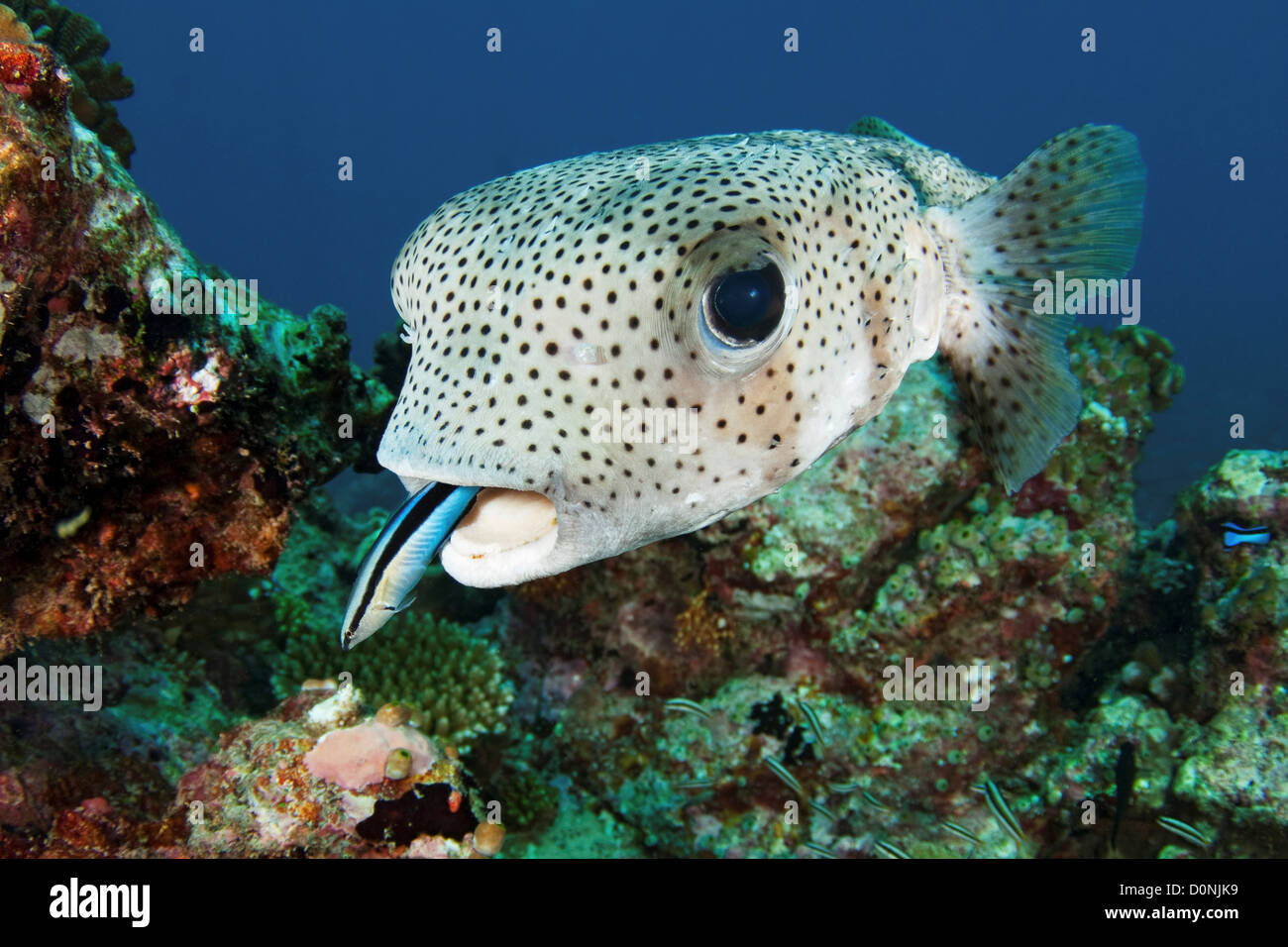 A porcupine pufferfish (Diodon hystrix) or spot-fin porcupinefish being cleaned bluestreak cleaner wrasse (Labroides Stock Photo
