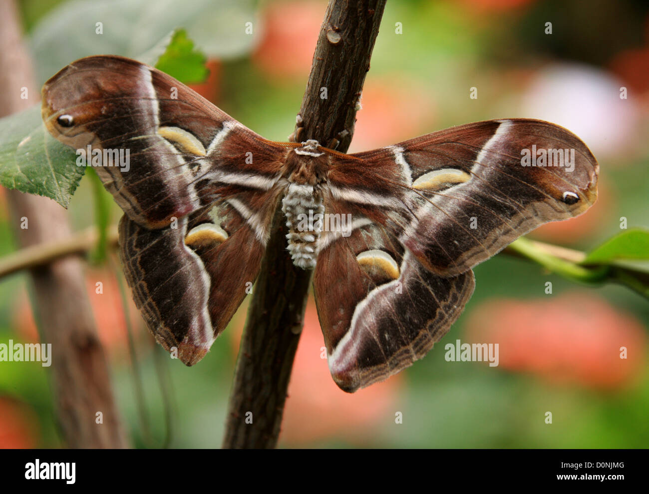 Indian Eri Silkmoth, Philosamia ricini, Saturniidae, Lepidoptera. India. One Female. Stock Photo