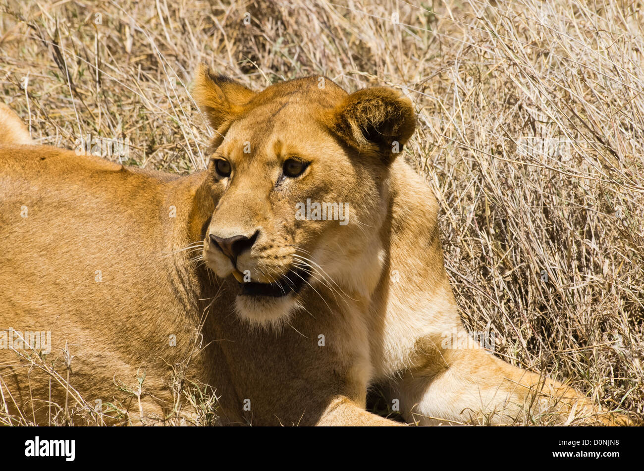 close up of Lioness in the Serengeti Stock Photo