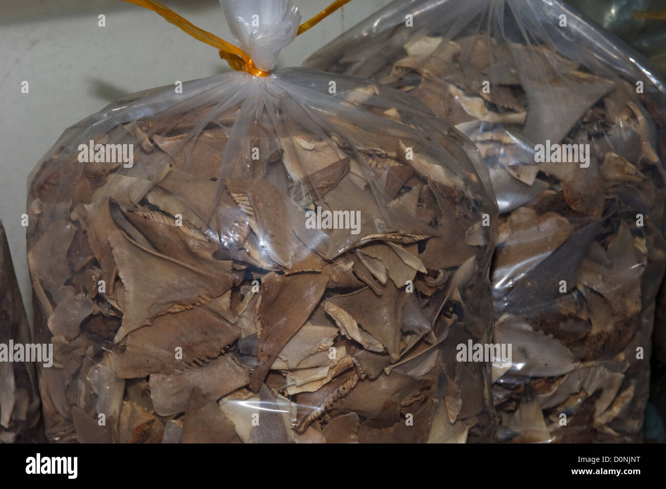Dried shark fin in bags, in a seafood shop, Kota Kinabalu, Sabah