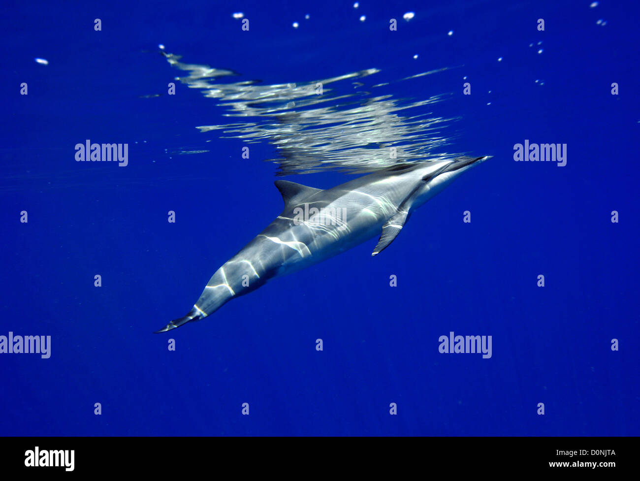Spinner dolphin, Stenella longirostris, Kailua-Kona, Hawaii, North Pacific Stock Photo