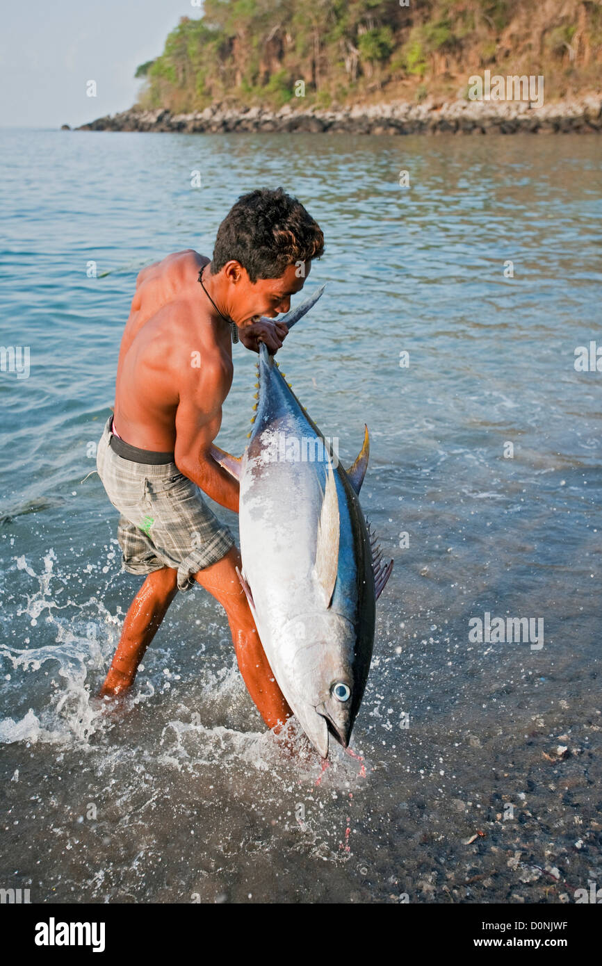 A fisherman with yellowfin tuna, Lamalera, Lembata Island, Eastern Indonesia. Stock Photo