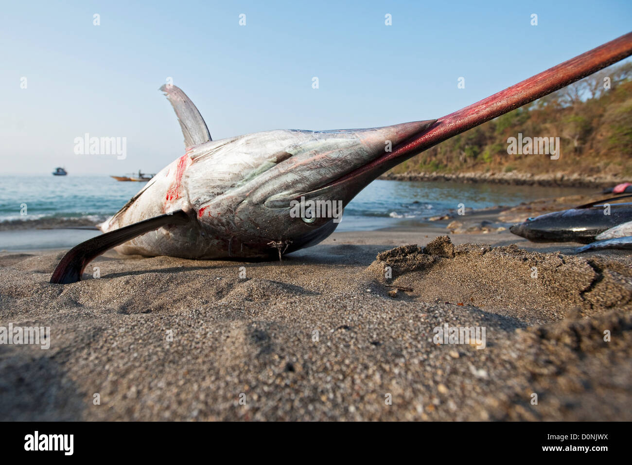 A dead marlin on the beach, Lamalera, Lembata Island, Eastern Indonesia. Stock Photo