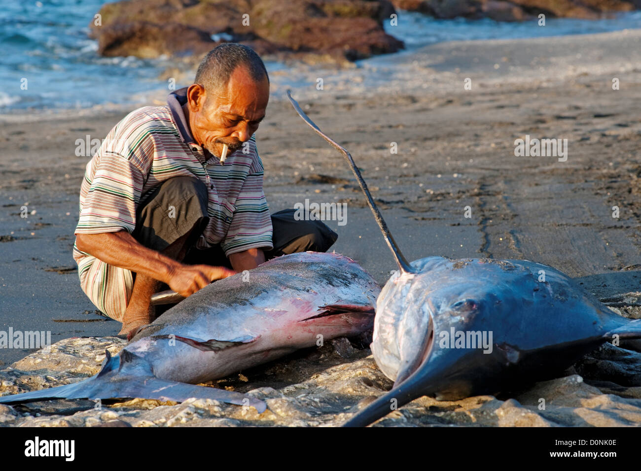 A man butchering a dead marlin on the beach caught the previous night