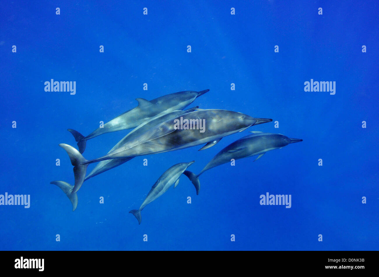 Spinner dolphin pod, Stenella longirostris, Kailua-Kona, Hawaii, North Pacific Stock Photo