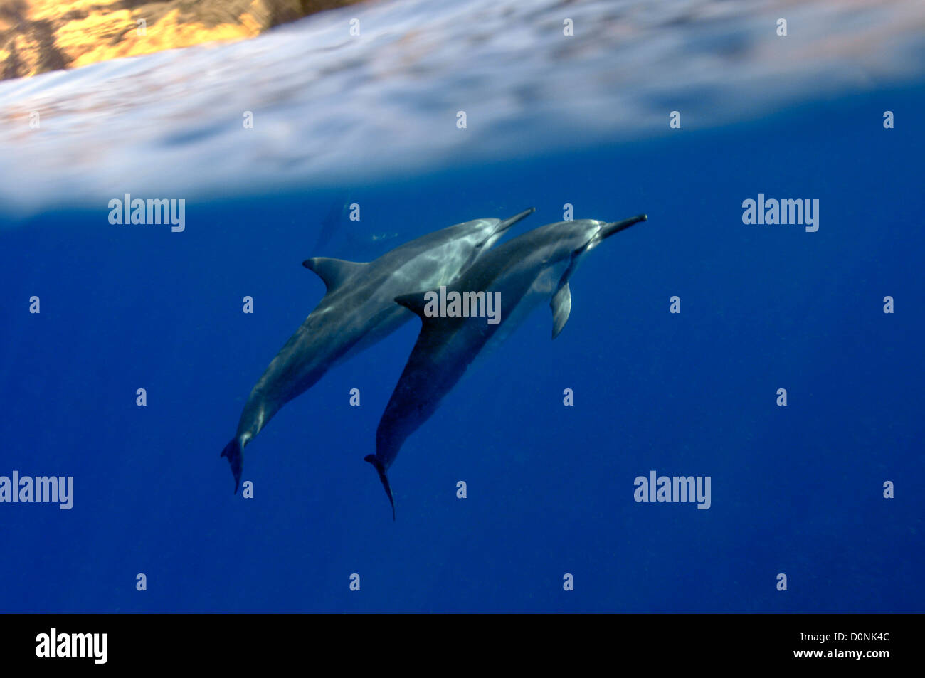 Spinner dolphins, Stenella longirostris, Kailua-Kona, Hawaii, North Pacific Stock Photo