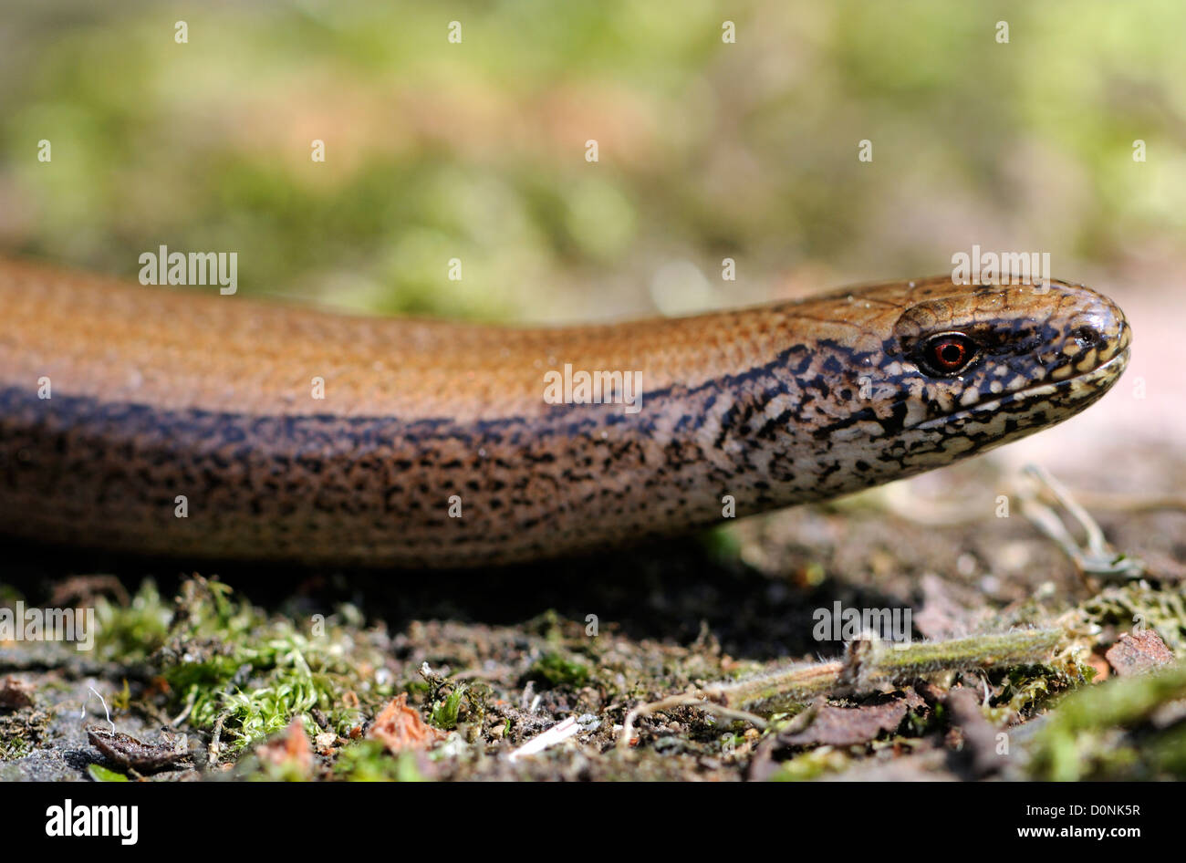 Portrait of a slow worm (Anguis fragilis) suns itself on a sunny step in the spring sun after its hibernation. Stock Photo