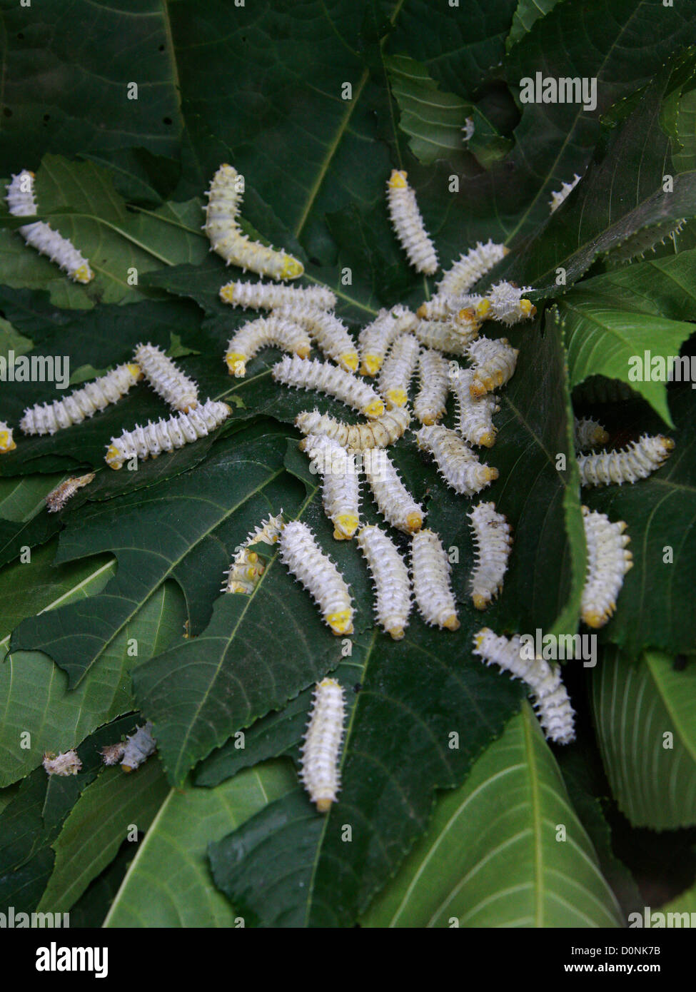 Indian Eri Silkmoth Caterpillars, Samia ricini, Saturniidae, Lepidoptera. India. Syn. Philosamia ricini. Stock Photo