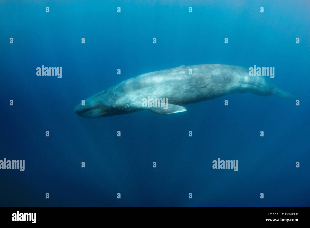 A pygmy blue whale (Balaenoptera musculus brevicauda), swimming in the open ocean, near Sri Lanka. Stock Photo
