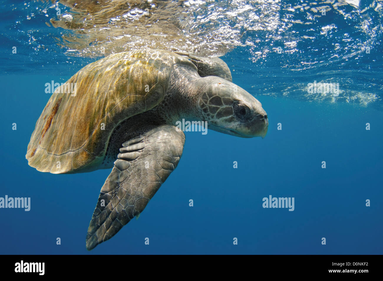 A olive ridley sea turtle (Lepidochelys olivacea), swimming in the open ocean off Sri Lanka. Stock Photo