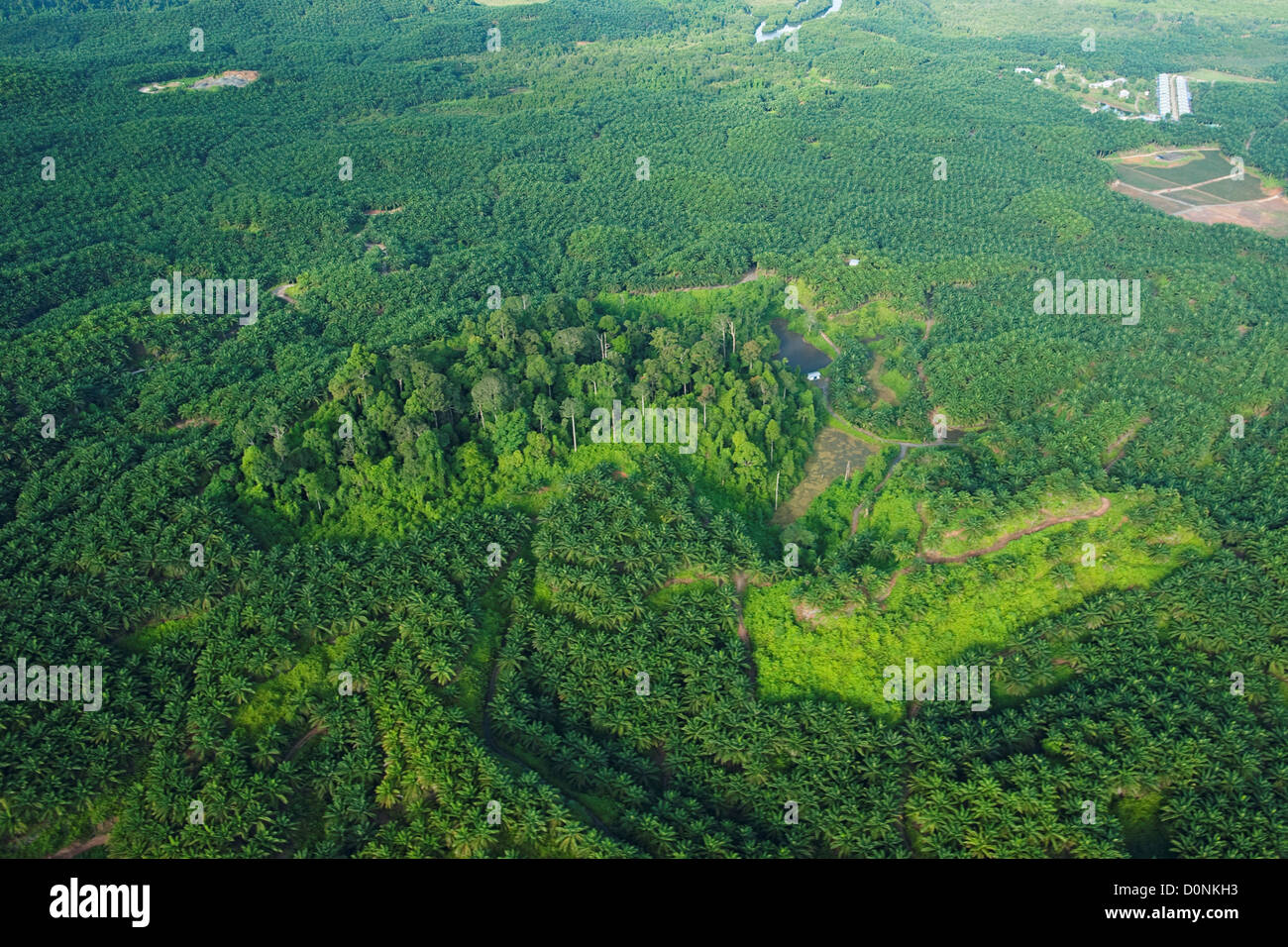 An isolated patch of natural vegetation in the midst of oil palm plantations, on Borneo, south of Sandakan. Stock Photo