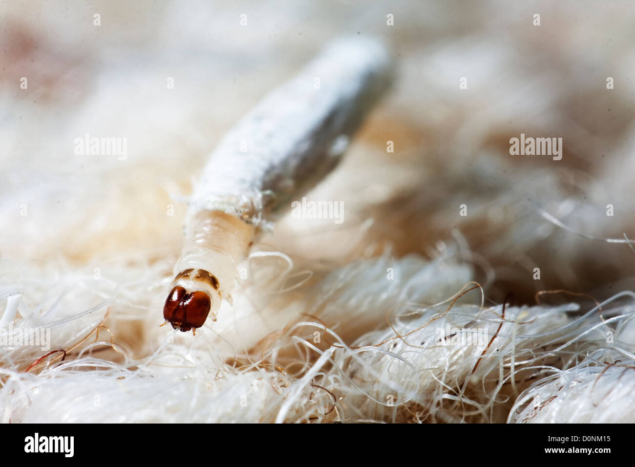 Moth larvae clothes hi-res stock photography and images - Alamy