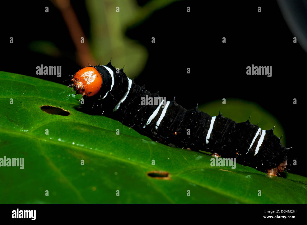 An Orange Headed Striped Black Caterpillar On Foliage In A Tropical Forest Maliau Basin Sabah Borneo Stock Photo Alamy