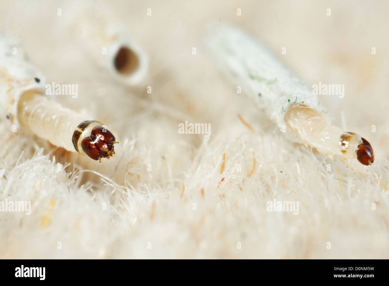Carpet or Common clothes Moth Larvae Tineola bisselliella Stock Photo