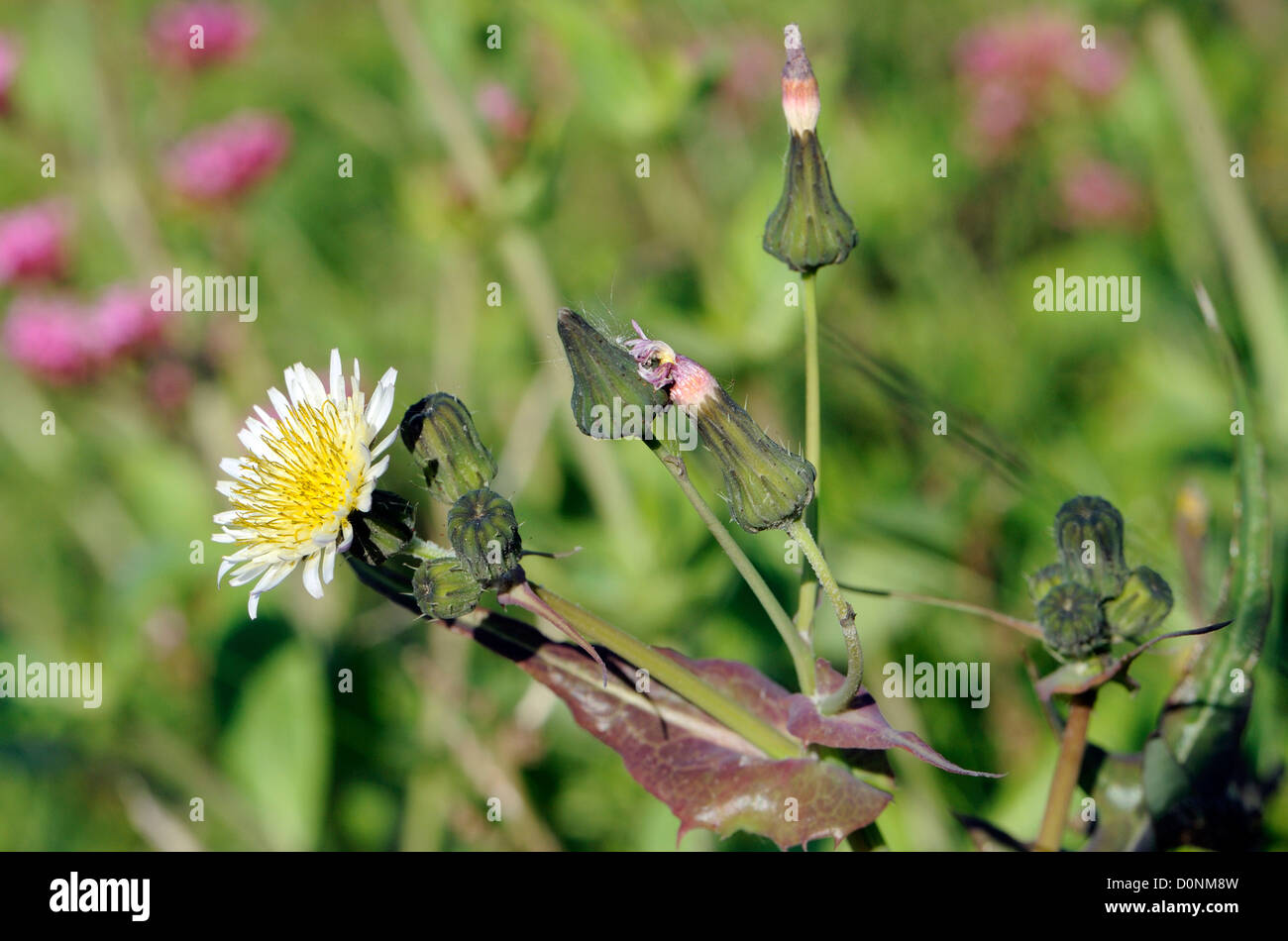 Smooth Sow-thistle (Sonchus oleraceus) flowers and buds. .Rye Harbour Nature Reserve. Rye, Sussex, England, UK. Stock Photo