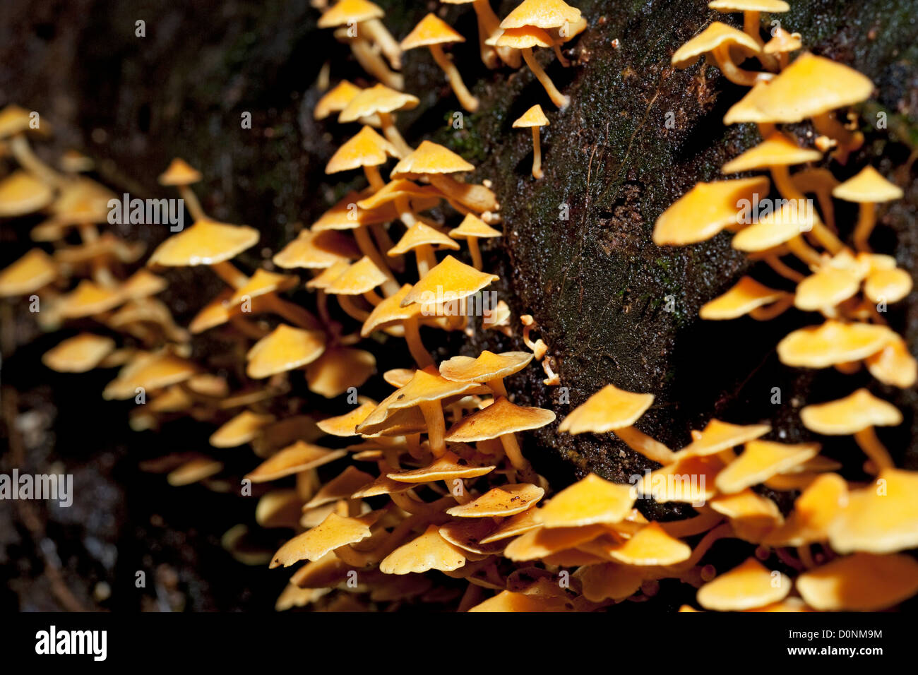 Fungi growing on a dead log on the forest floor, Maliau Basin, Sabah ...