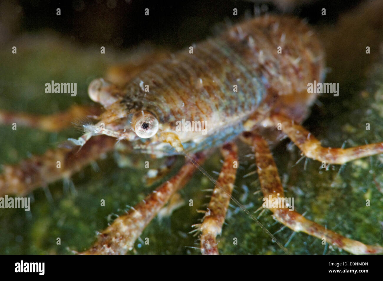 A squat lobster of the genus Galathea, near Dili, East Timor. Stock Photo