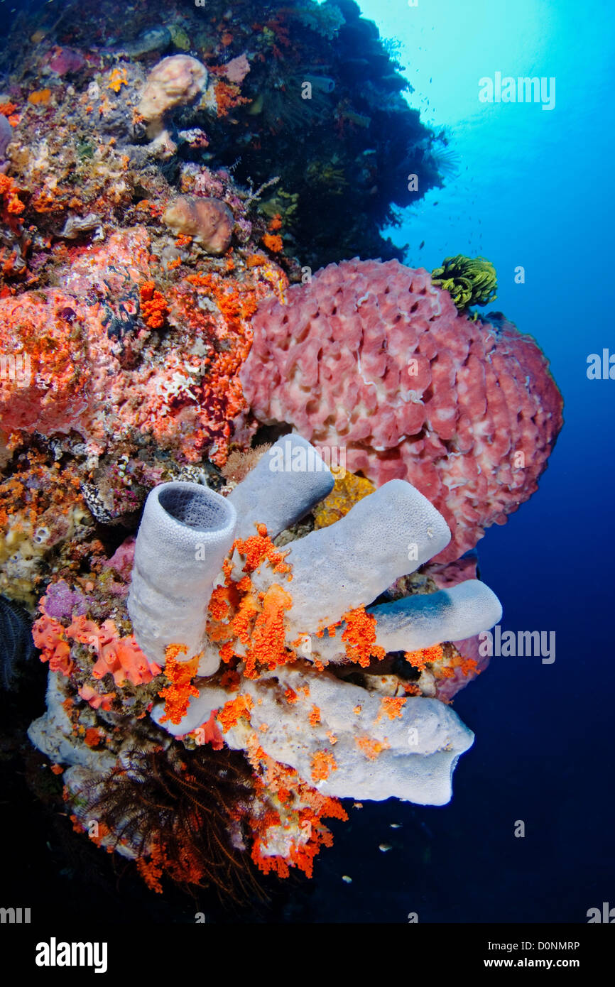 Tube sponges and barrel sponges, on a coral reef off Atauro Island