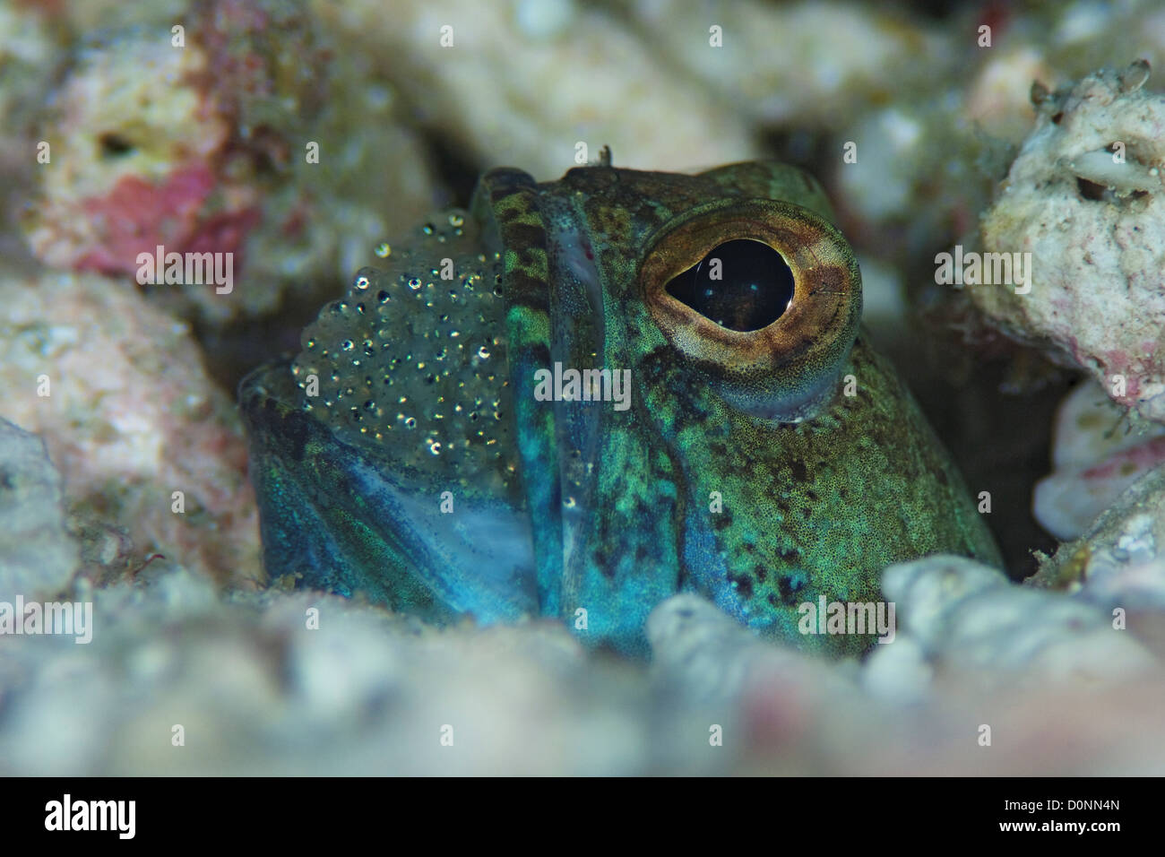 Jawfish, Opistognathus sp., with eggs in its mouth, eyes of spawn visible, The Maldives. Stock Photo