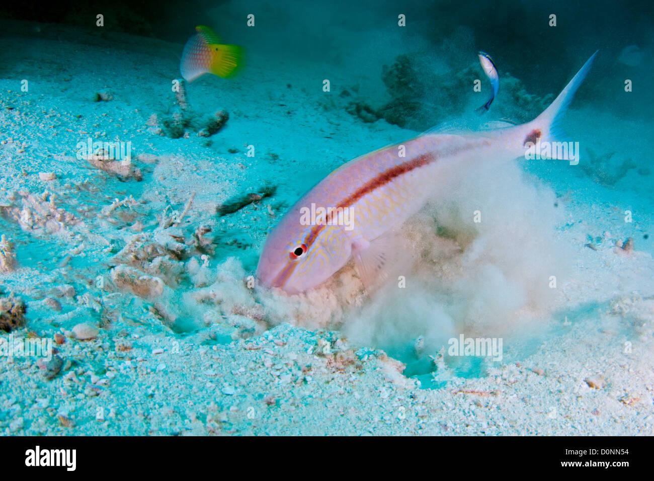 Dash Dot Goatfish, Parupeneus barberinus, feeding on sea floor, The Maldives. Stock Photo