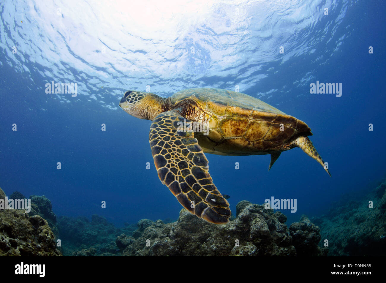 Green sea turtle, Chelonia mydas, Ko'olina, Oahu, Hawaii, North Pacific Stock Photo