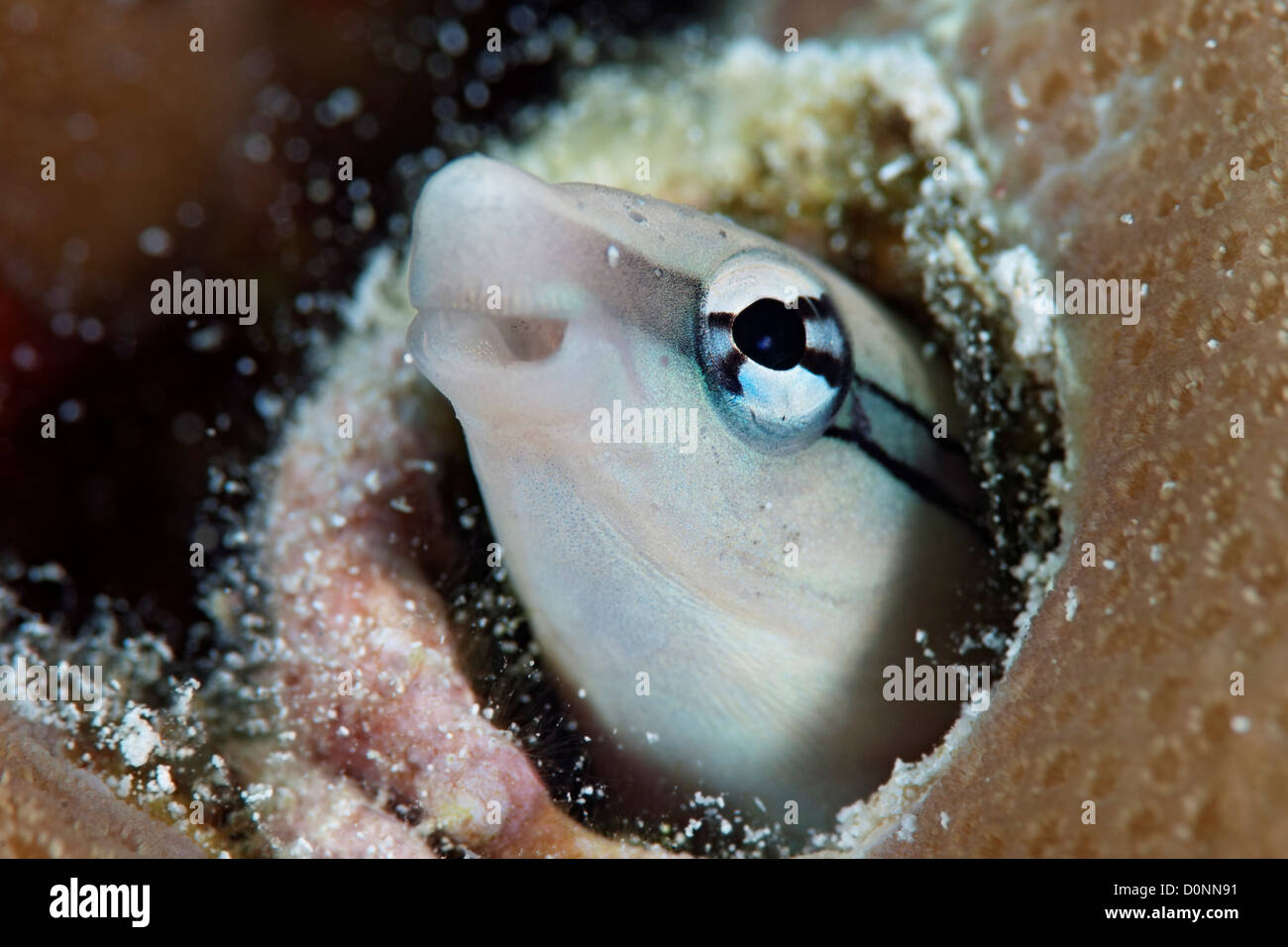 Slender Sabretooth Blenny, Aspidontus dussumieri, peeking out of a hole, The Maldives. Stock Photo