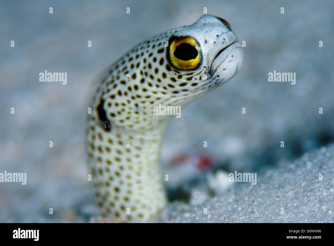 Portrait of a Spotted Garden Eel, Heteroconger hassi, The Maldives. Stock Photo