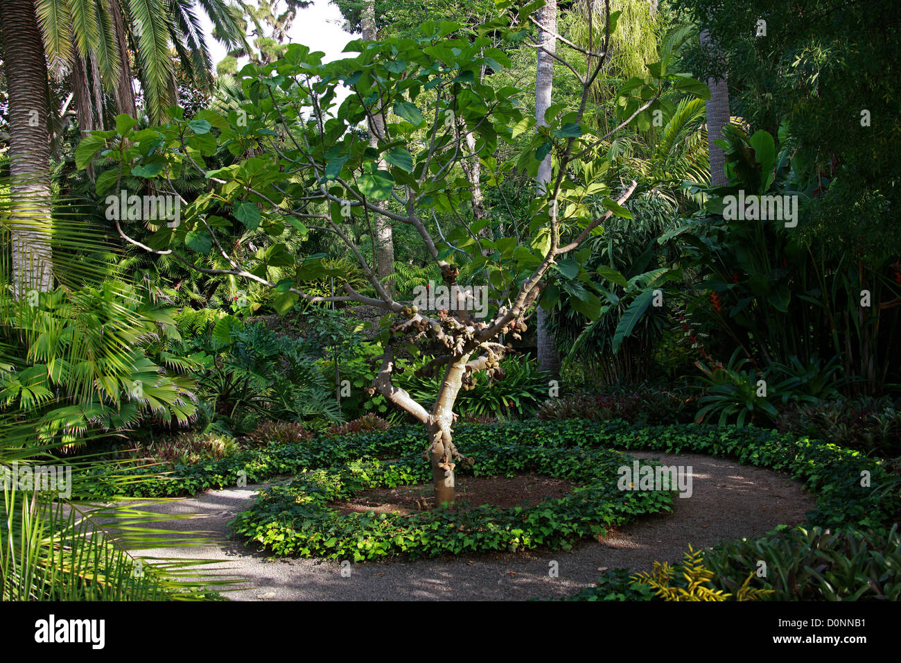 Roxburgh Fig, Elephant Ear Fig Tree, Eve´s Apron, Giant Indian Fig, Ficus auriculata, Moraceae. Tropical Asia, South China. Stock Photo