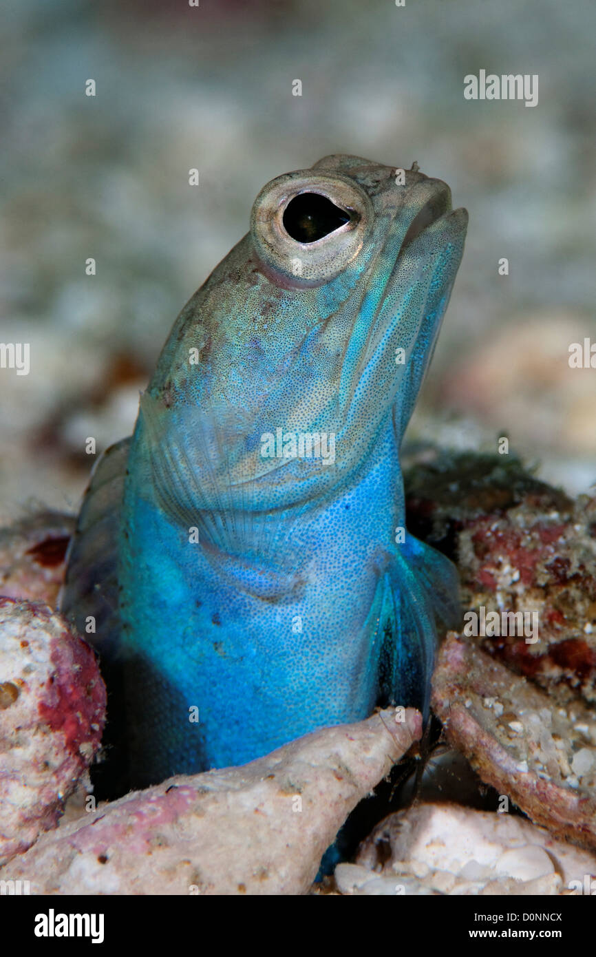 Jawfish, Opistognathus sp., looking out of a hole, The Maldives. Stock Photo