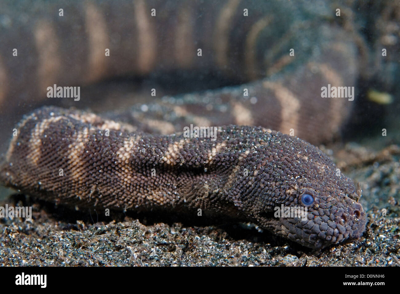 Marine File Snake, Acrochordus granulatus, Manado, Sulawesi, Indonesia. Stock Photo